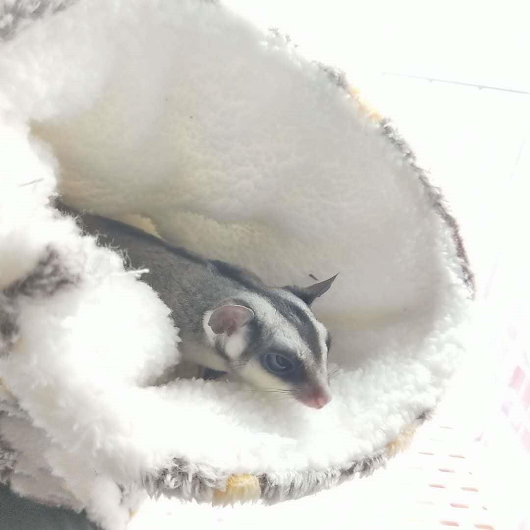 Cozy Critter Hideaway Plush Tunnel Nest-2